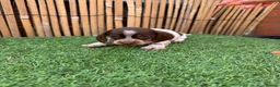 Miniature Dachshund dogs for sale: 5 Beautiful Dachshund Puppies - Advert 3