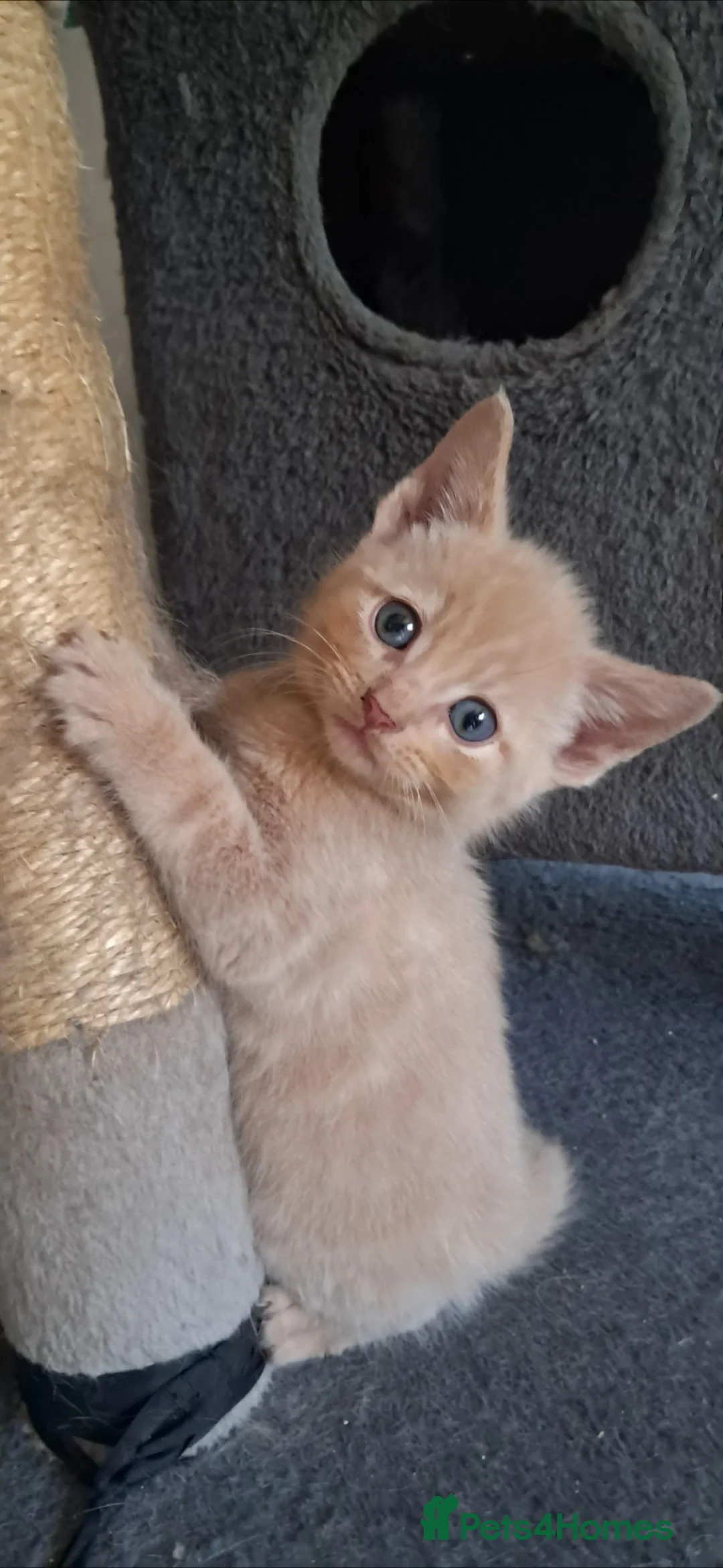 Mixed Breed cats for sale: Kittens for sale! - Advert 2