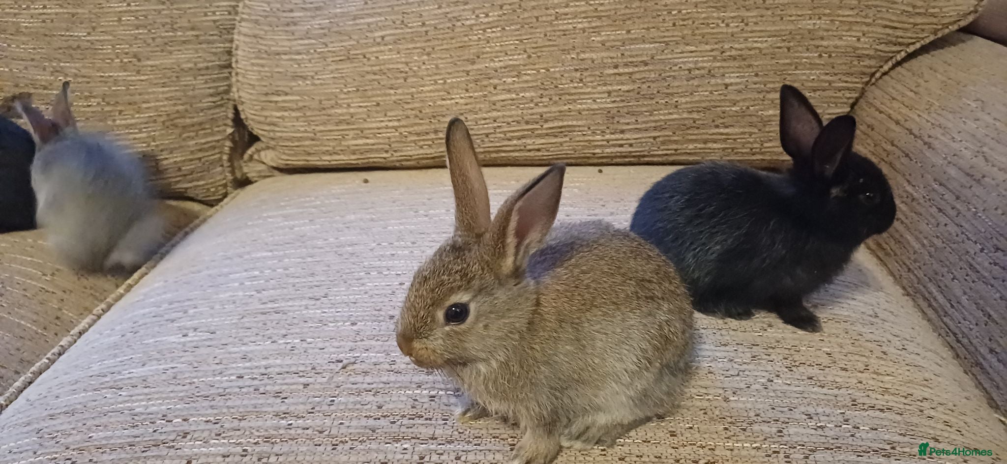 Mixed Breed rabbits Baby rabbits ready now. Born 15th June - Advert 18