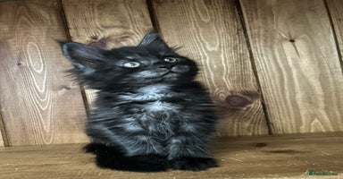 Maine Coon cats - Advert 3
