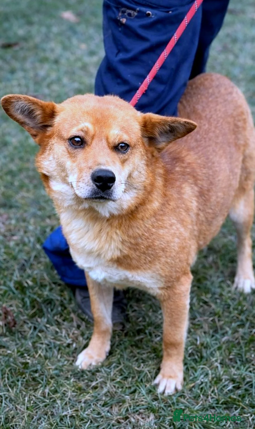 Mixed Breed dogs for adoption: 🌸 Yumi: soft eyes, gentle heart, pure joy 🐾 - Advert 1