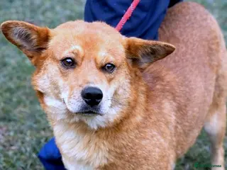 Mixed Breed dogs ๐ธ Yumi: soft eyes, gentle heart, pure joy ๐พ - Advert 1