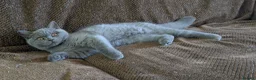 Scottish Fold cats for sale: Beautiful pedigree Scottish Straight female  - Advert 9