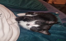 Mixed Breed cats for sale: Pingy tuxedo kitten  - Advert 2