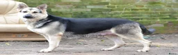 German Shepherd dogs for sale: ⭐ Rare East European Shepherd Puppies UK - Advert 23