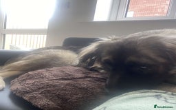 Caucasian Shepherd Dog dogs for sale: Caucasian shepard bitch for sale - Image 5