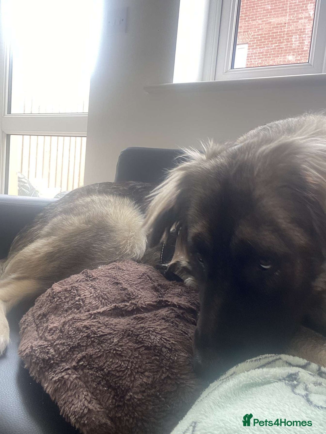 Caucasian Shepherd Dog dogs for sale: Caucasian shepard bitch for sale - Image 5