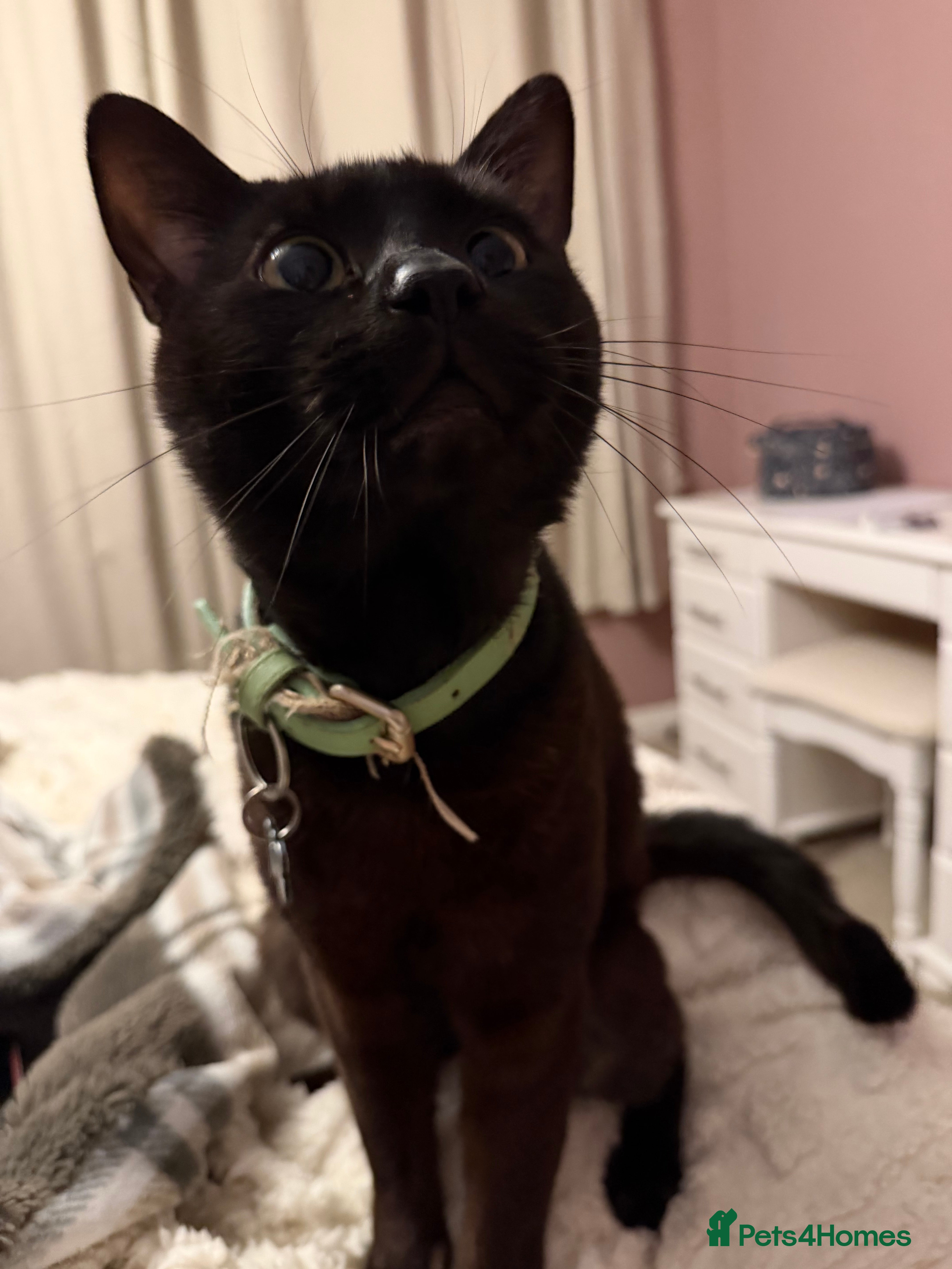 Abyssinian cats Sweetest tigger - Advert 5