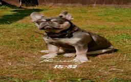 French Bulldog dogs for sale: Male 7 month old frenchie  - Image 4