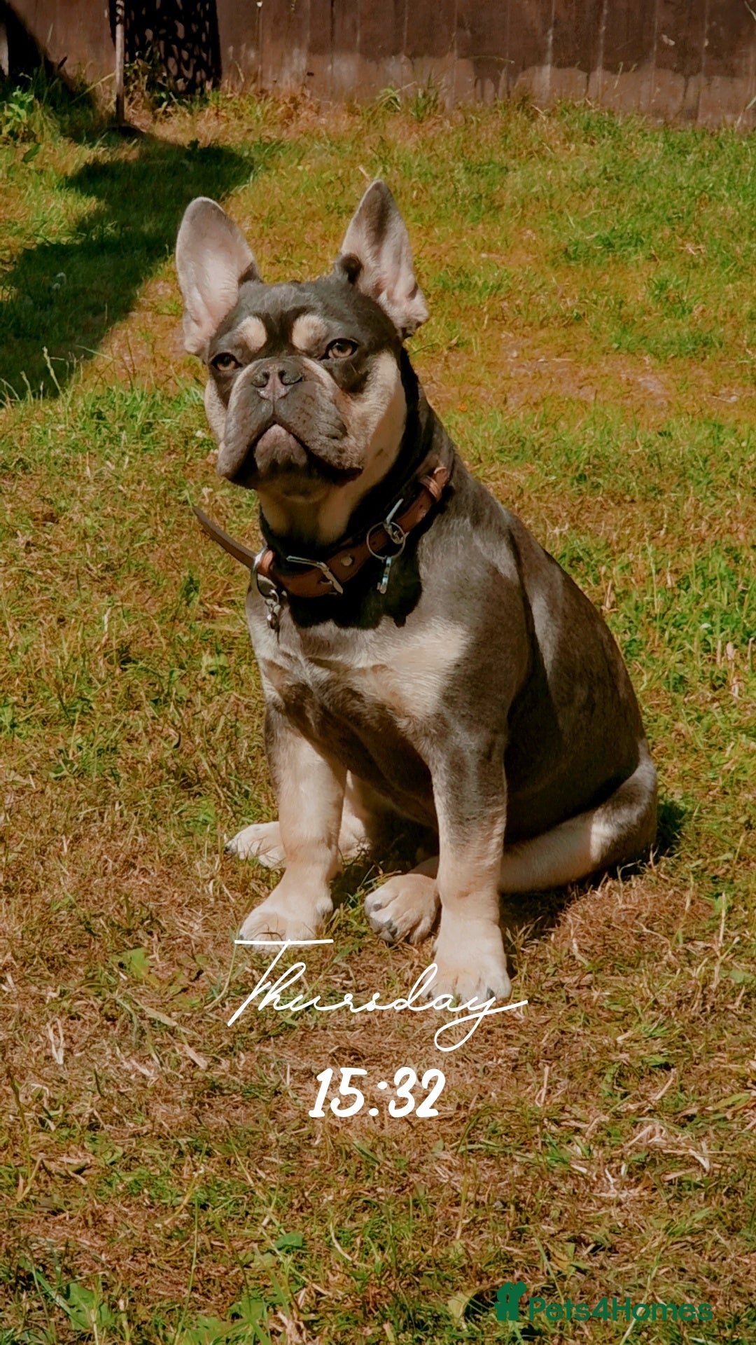 French Bulldog dogs for sale: Male 7 month old frenchie  - Image 4