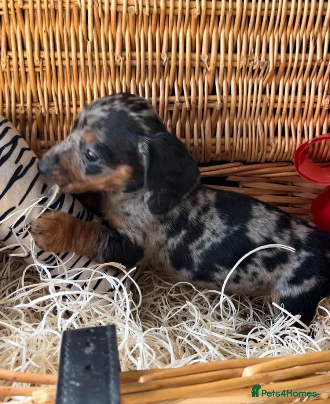 Miniature Dachshund dogs for sale: Beautiful Miniature Dachshund Puppies in Waterlooville - Advert 8