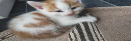 American Shorthair cats for sale: American short hair kittens  - Advert 3