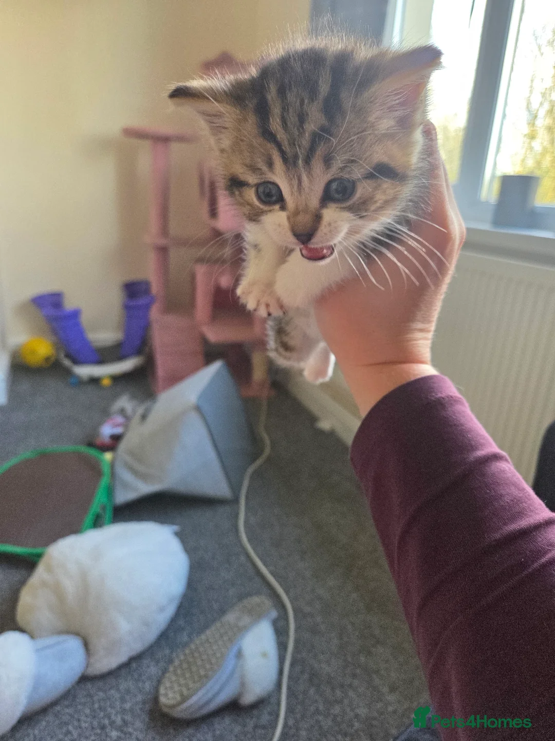 Mixed Breed cats for sale: Female tabby kitten  in Tredegar - Advert 3