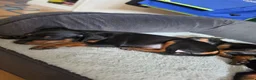 Mixed Breed dogs for sale: Miniature Pinscher Puppies For Sale - Advert 9