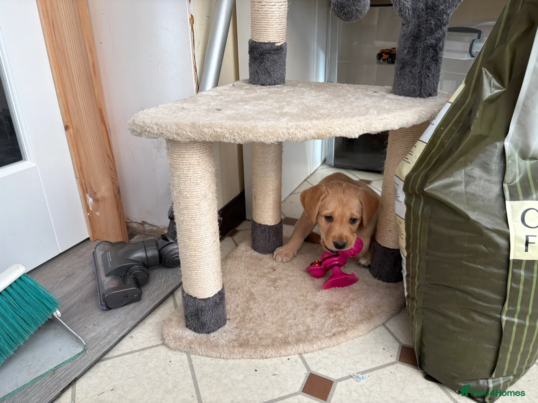 Labrador Retriever dogs for sale: Beautiful Labrador Puppies for Sale - Advert 2