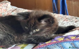 Ragdoll cats for sale: Ragdoll Cross Female Kittens - Image 10