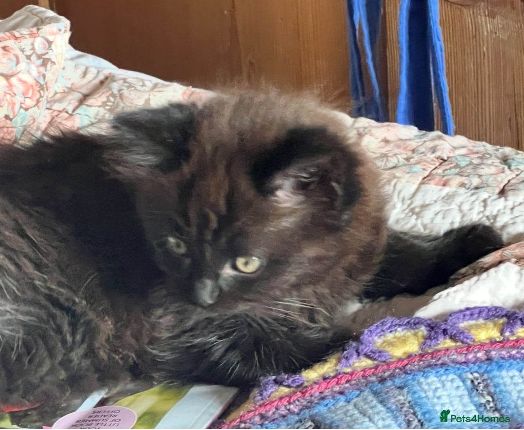 Ragdoll cats for sale: Ragdoll Cross Female Kittens - Image 10