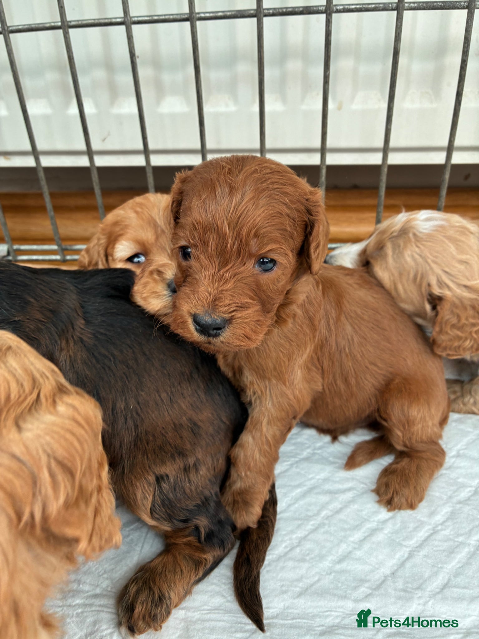 Cockapoo dogs F1 Cockapoo Puppies Available! - Advert 1