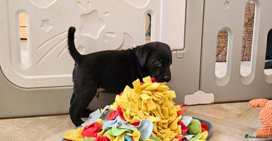 Labrador Retriever dogs - Advert 4