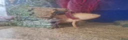 Axolotl reptiles for sale: 2x Axolotls and set up! - Advert 5
