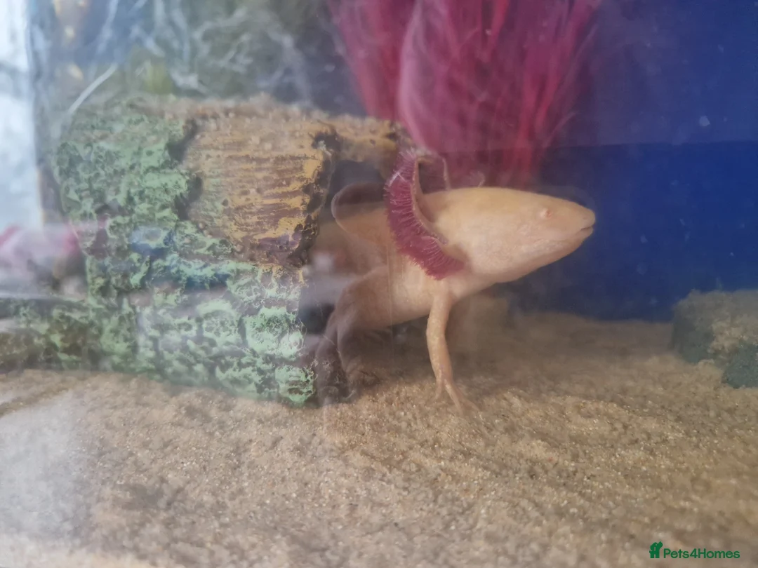 Axolotl reptiles for sale: 2x Axolotls and set up! - Advert 5