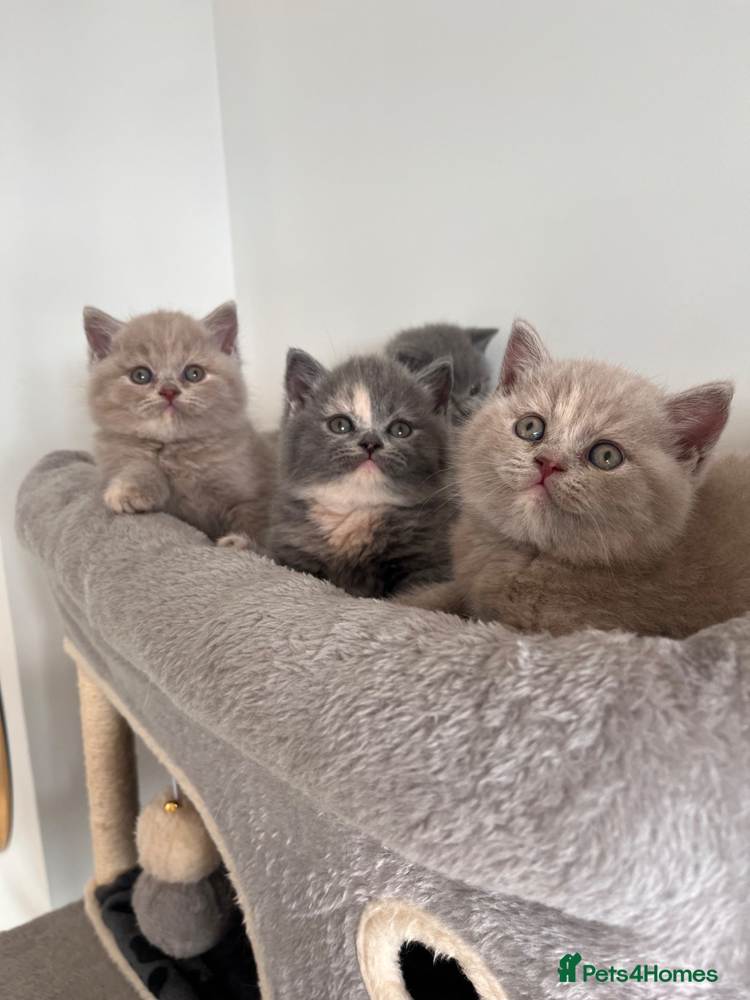 British Shorthair cats Stunning British Shorthair Kittens 😻✨ - Advert 1