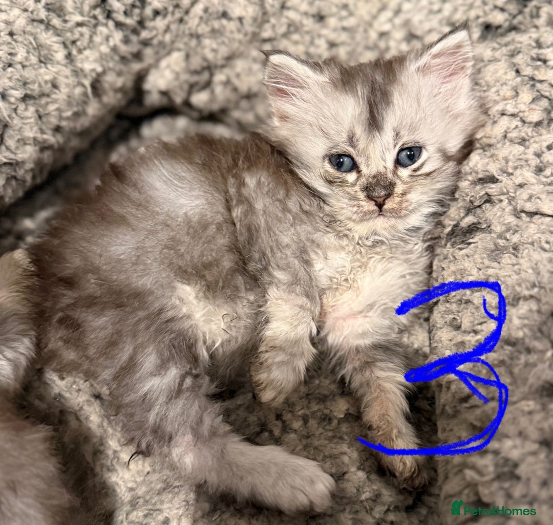 British Longhair cats for sale: 🩵BritishLonghair X Mainecoon Boys🩵 - Image 8
