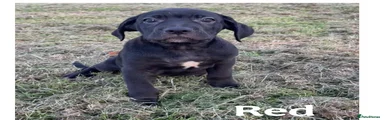 Cane Corso 3