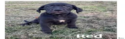 Cane Corso dogs for sale: Gorgeous Cane Corso Puppies  in Bishop's Stortford - Advert 9