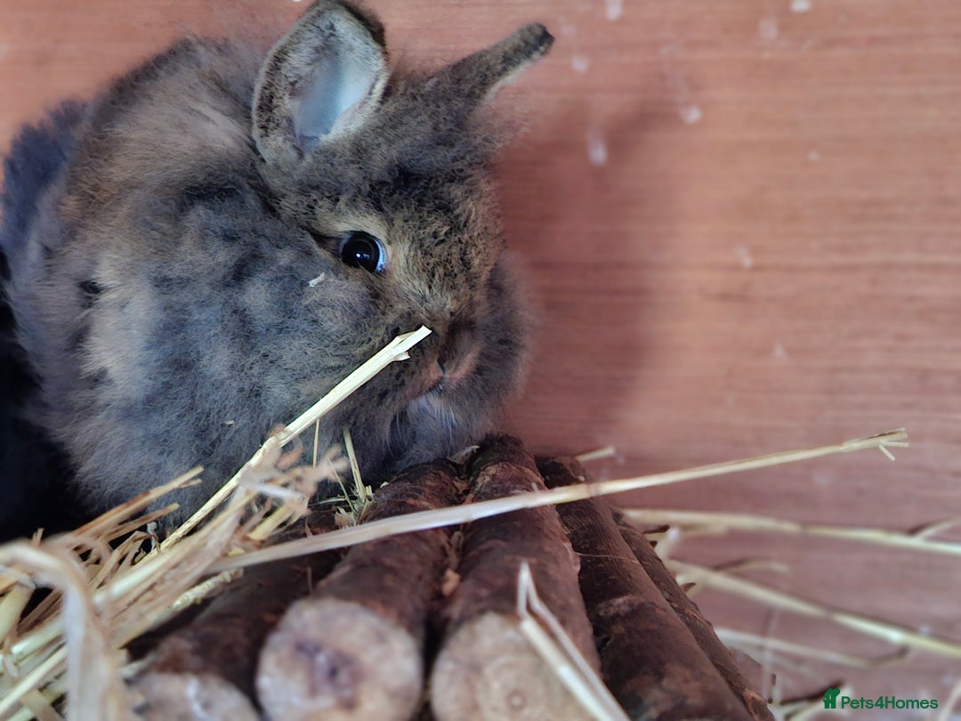 Mixed Breed rabbits for sale: Baby rabbits  - Advert 6