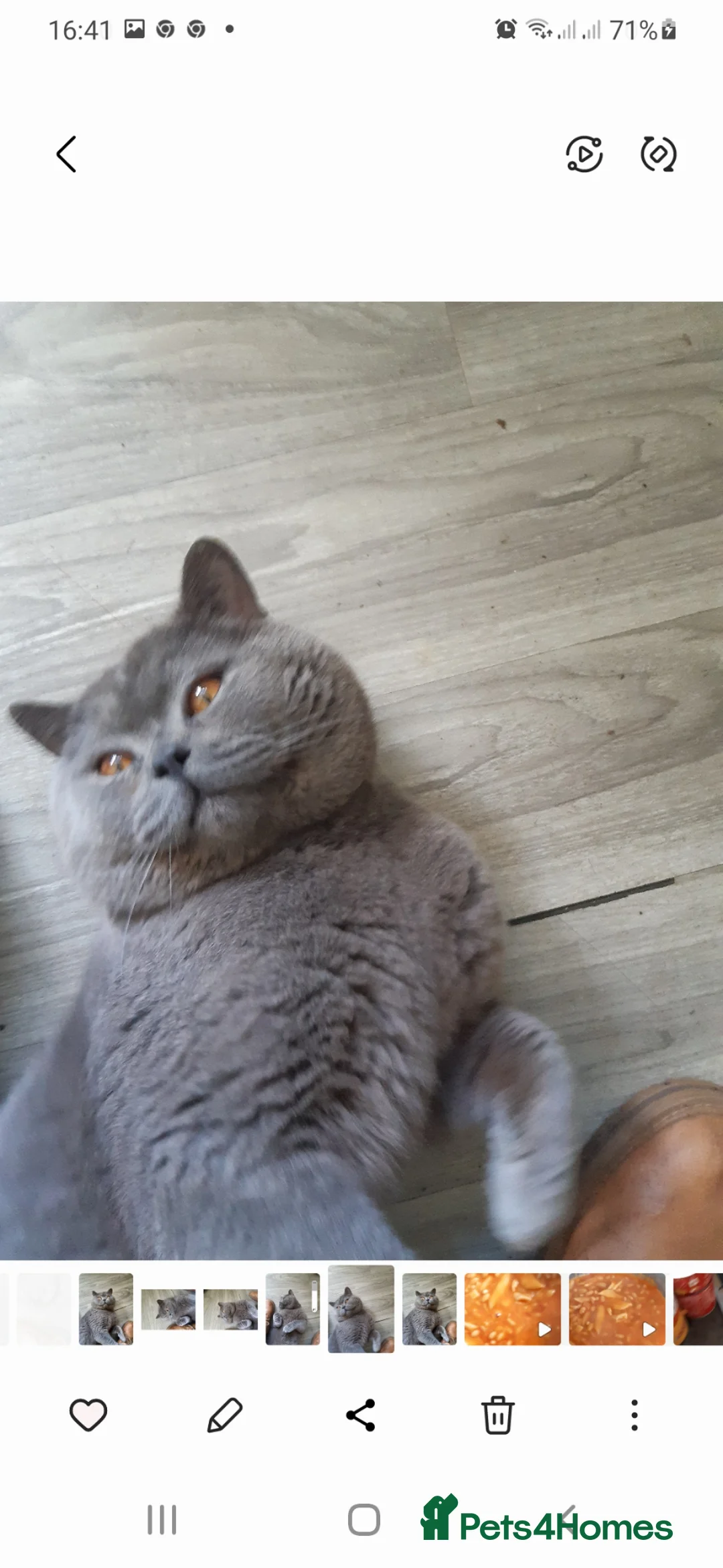 British Shorthair cats for stud: Meet Mr ,Mighty Tyson ,back home  in Reigate - Advert 2