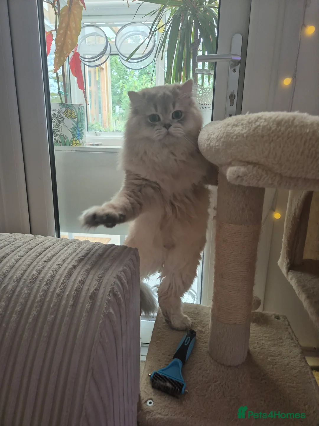 British Longhair cats for stud: British Longhair Stud  - Advert 2