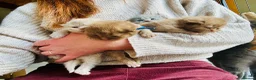 British Longhair cats for sale: Chunky BLH Chocolate Boy - Advert 3