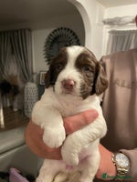 English Springer Spaniel dogs Kc reg working springer spaniel - Advert 2