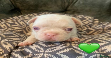 French Bulldog dogs - Advert 5