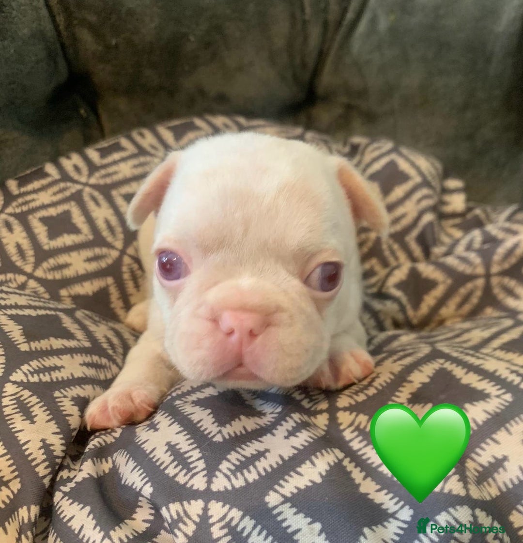 French Bulldog dogs for sale: Beautiful Pink, blue and tan and merl Frenchies - Image 2