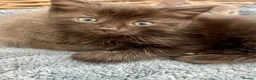 Ragdoll cats for sale: Super affectionate calm well handled ragdoll x boy - Advert 18