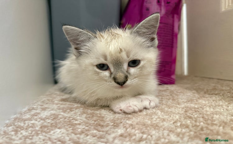 Ragdoll cats - Advert 16