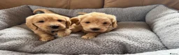 Labradoodle dogs for sale: F1 Minature labradoodles - Advert 3