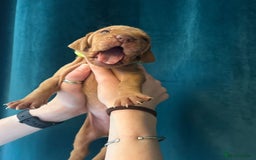Hungarian Vizsla dogs for sale: KC Reg Hungarian Vizsla Puppies-Imported Lineage - Image 21