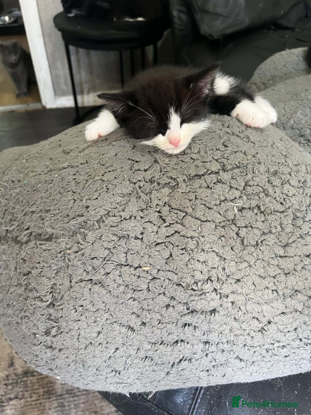 Mixed Breed cats for sale: Scottish fold cross for sale  - Image 11