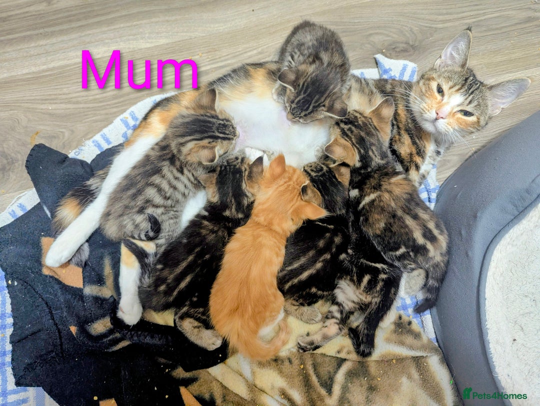 Mixed Breed cats for sale: Gorgeous kittens for sale £250 males £300 females - Advert 32