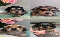 Miniature Dachshund dogs for sale: READY NOW Miniature long hair dachshund  - Image 2