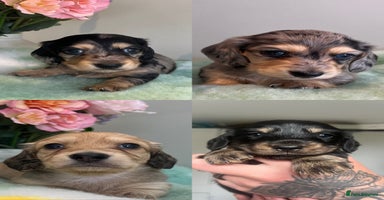 Miniature Dachshund dogs - Advert 2
