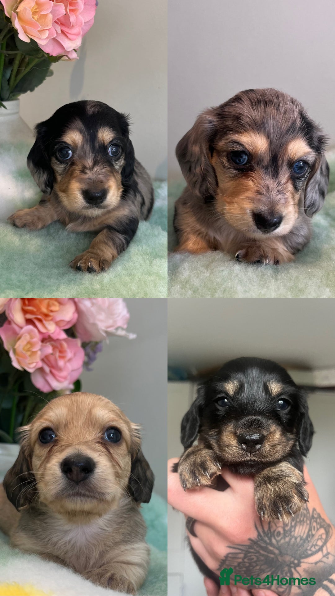 Miniature Dachshund dogs for sale: READY NOW Miniature long hair dachshund  - Image 2