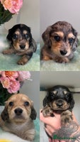 Miniature Dachshund dogs - Advert 6