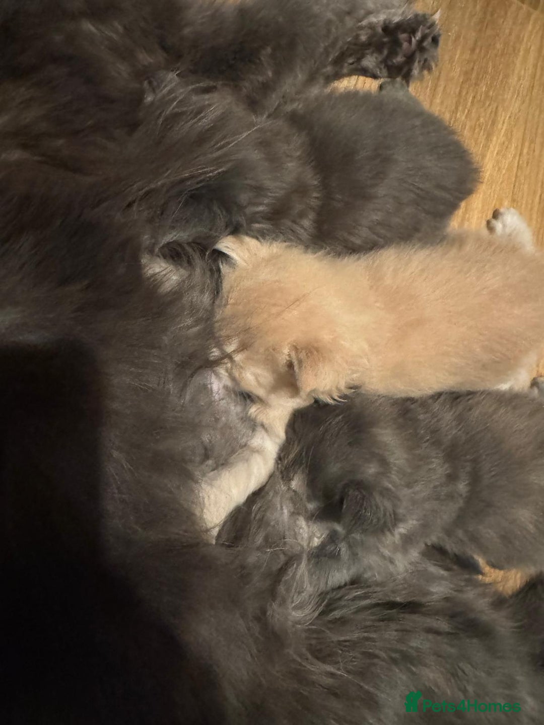Maine Coon cats for sale: ✨Stunning Maine Coon Kittens✨ - Image 9