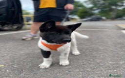 Akita dogs for sale: Beautiful American Akita puppy girl  - Image 1