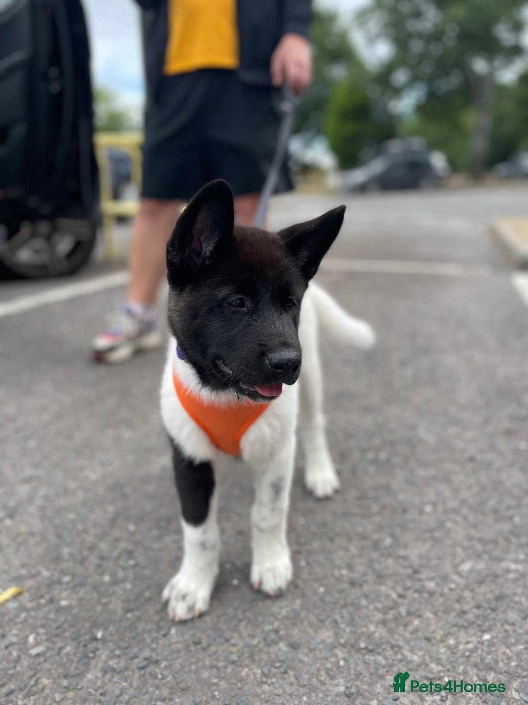 Akita dogs for sale: Beautiful American Akita puppy girl  - Image 1
