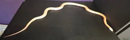 Corn Snake reptiles for sale: Female fire tessera corn snake - Advert 4
